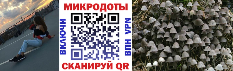 Галлюциногенные грибы Cubensis  Купить  Заринск 